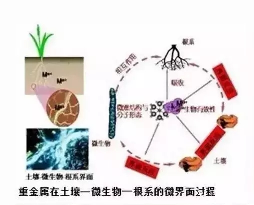 土壤微生物修復技術