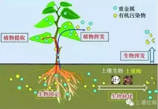 土壤微生物修復技術