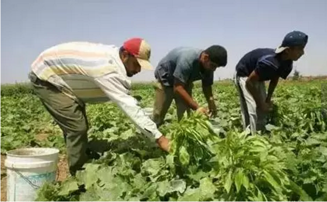 世界生態農業典范——這6個國家的生態農業做絕了