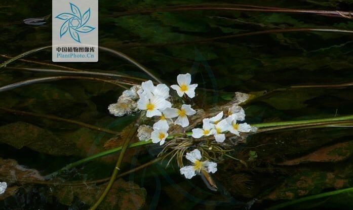 濕地植物篇——海菜花